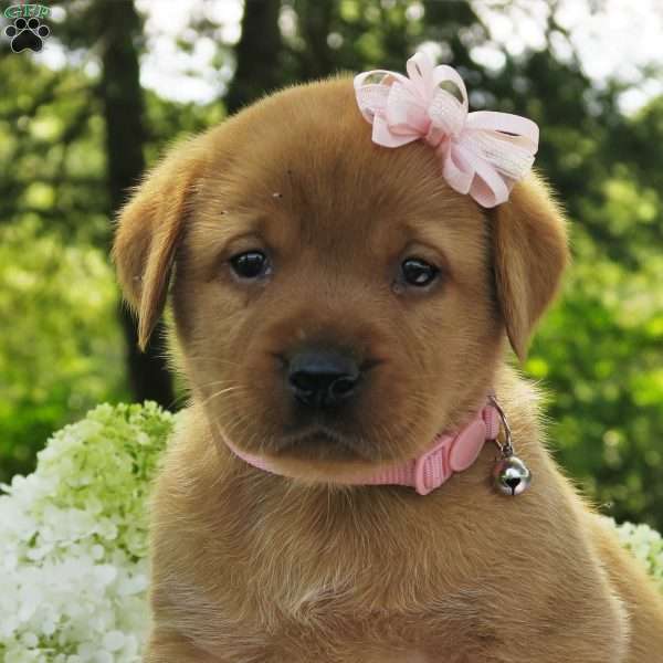 Willow Breeze, Fox Red Labrador Retriever Puppy